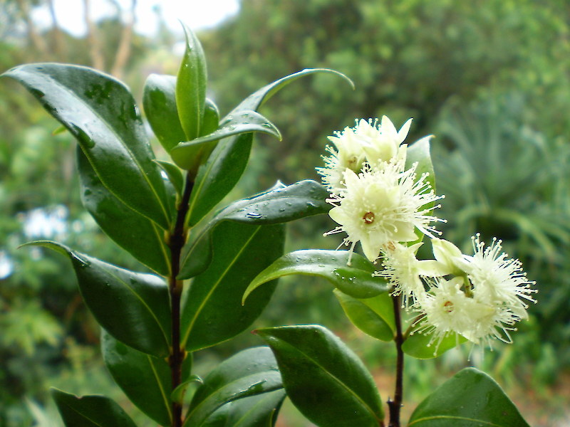 Lemon Myrtle