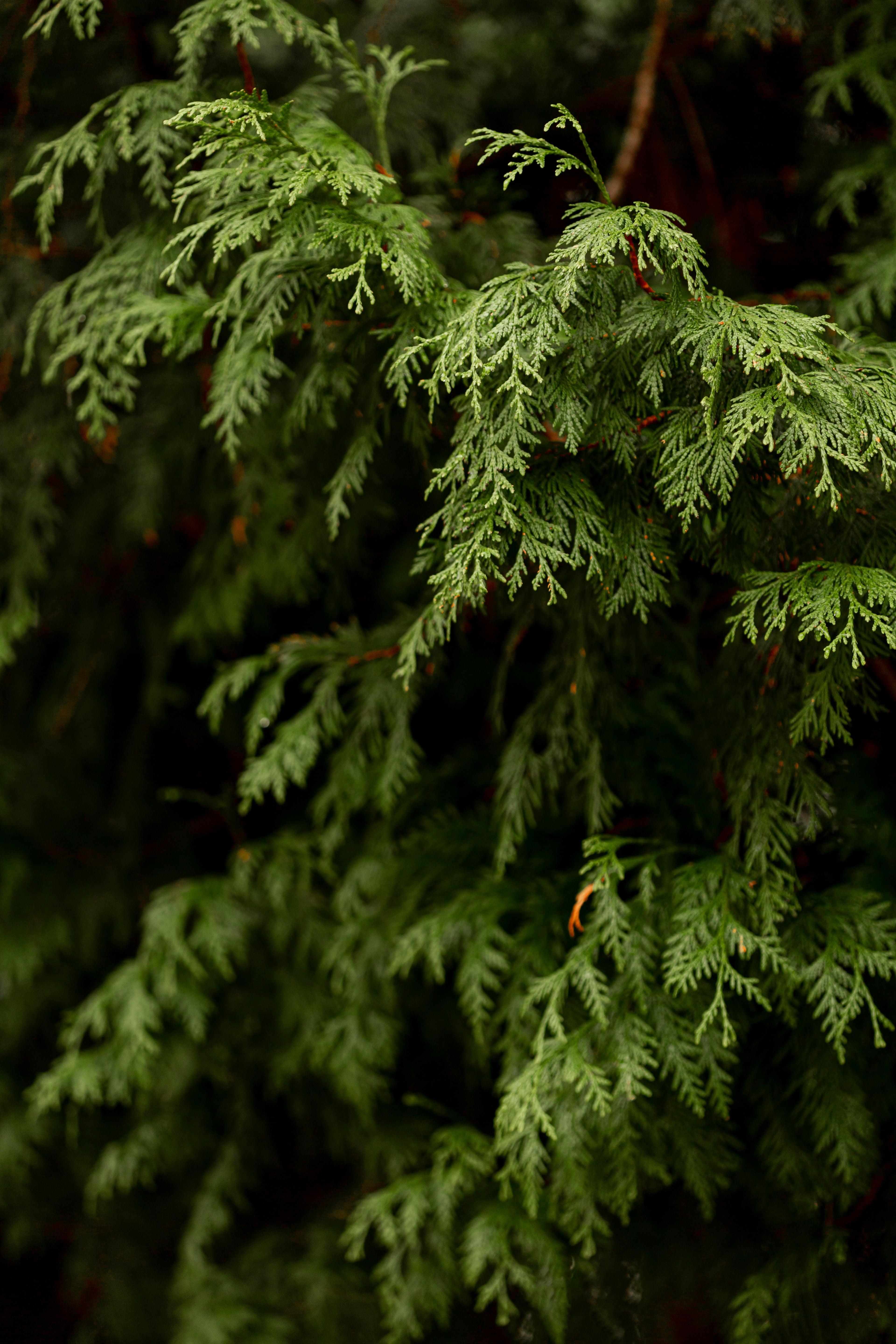 White Cypress