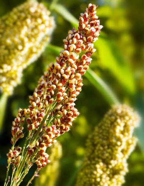 Hydrolyzed Quinoa