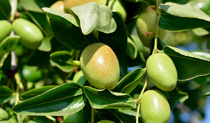 Hydrolyzed Jojoba Esters