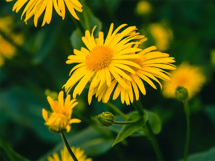 Arnica Montana