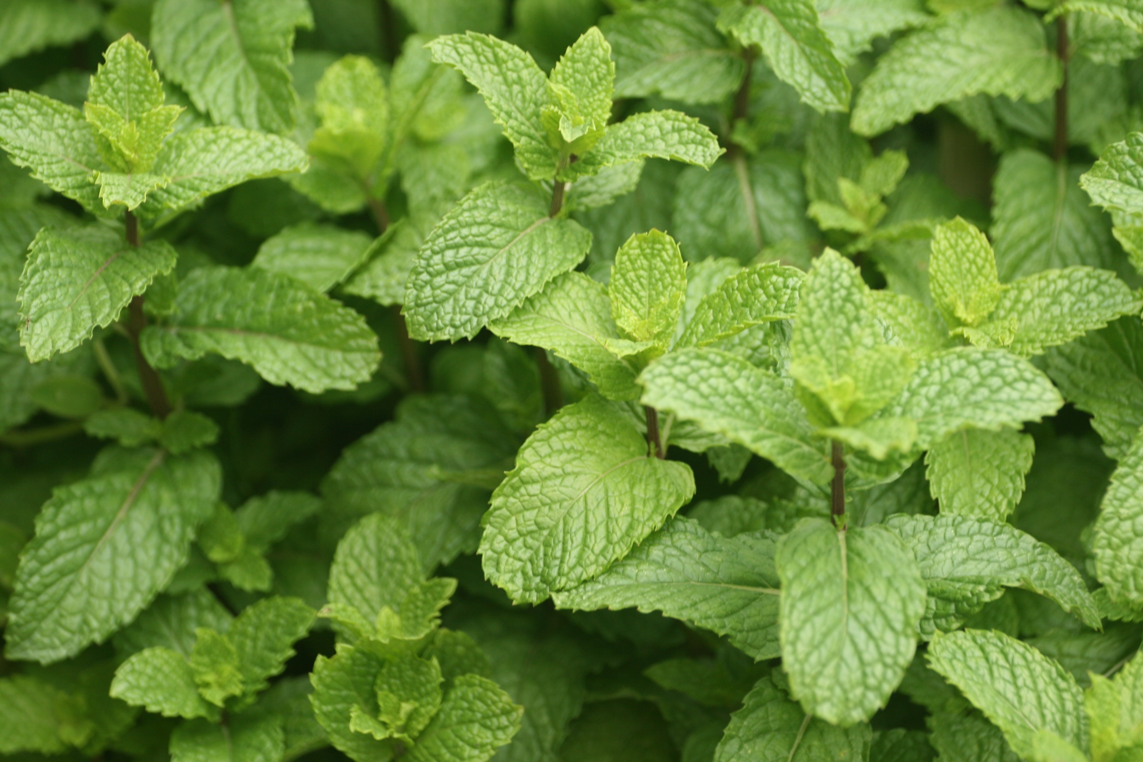 Peppermint Oil